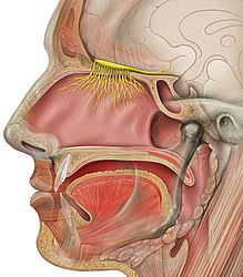 Sense of smell