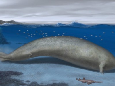 سنگین ترین حیوان تاریخ کشف شد +تصویر | نهنگ منقرض شده سنگین ترین حیوان تاریخ بوده!