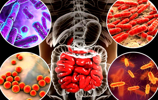 تاثیر باکتری های دستگاه گوارش بر وزن
