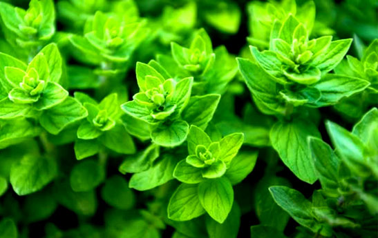 آشنایی با روغن پونه کوهی + فواید و خطرات
