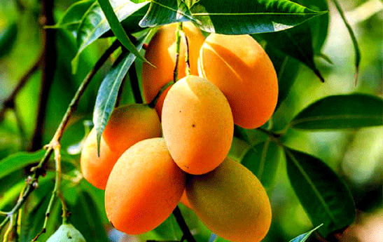 گلدان انبه خانگی خود را داشته باشید