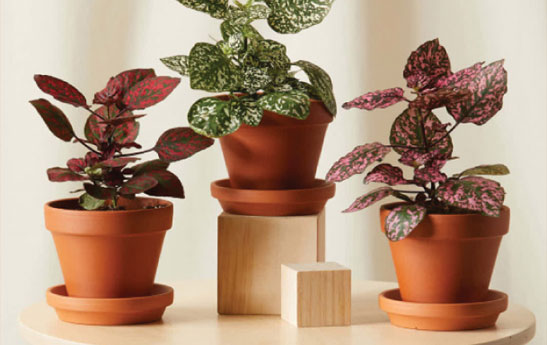 روش‌های نگهداری از گیاه گل سنگ