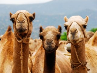 شیـر شتر هم غذا، هم دارو
