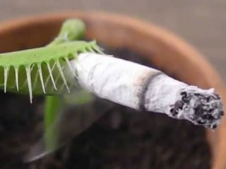 مخاطرات دود دست سوم سیگار