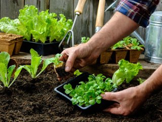 راهنمای كاشت سبزی‌ در منزل (2)