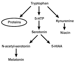 تریپتوفان و سروتونین