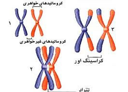 اندیکاسیون بررسی کروموزومی