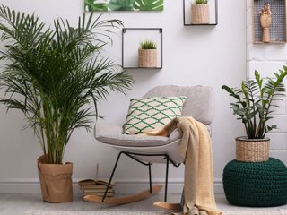 معرفی گیاهان مقاوم‌ برای خانه