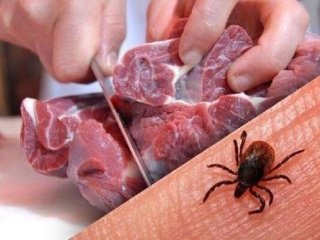 هشدار دامپزشکی : شیوع بیماری تب کریمه کنگو در فصل گرما