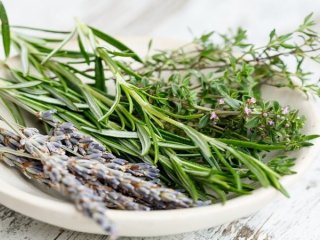 ۳ گیاه آرام‌بخشِ معده