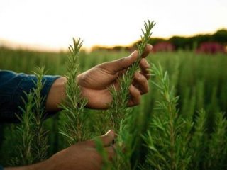 فواید رزماری و روش نگهداری از گیاه رزماری