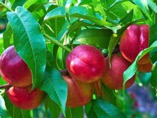 هسته این میوه سمی است و باعث مرگ می‌شود
