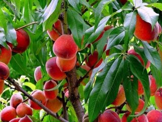میوه عجیبی که مختص تهران است