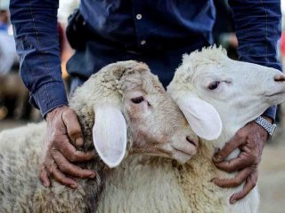 هشدار وزارت بهداشت در خصوص ذبح غیر بهداشتی دام در عید قربان