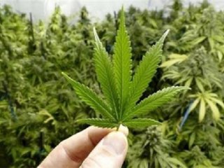 مصرف «گُل» به کجا ختم می شود؟