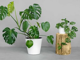 برگ انجیری؛ گیاهی محبوب با نگهداری آسان برای آپارتمان