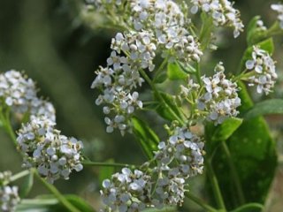 فواید گیاه حماض (شیطرج)؛ یک گیاه دارویی قدرتمند در طب سنتی