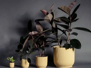 با این گیاهان زیبا، ثروت و خوشبختی، موفقیت ، شانس را همزمان به خانه دعوت کنید