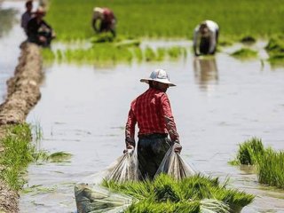 وضعیت بروز بیماری «تب شالیزار» ؛ شیوع بیشتر بیماری در استان‌های شمالی