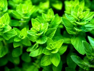 آشنایی با روغن پونه کوهی + فواید و خطرات