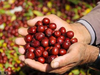 میوه‌ای با خواص جادویی؛ از پاکسازی کبد تا رفع یبوست
