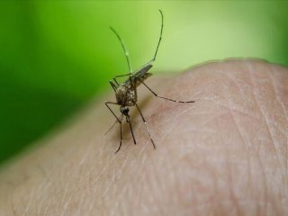 برای تب دنگی این مسکن‌ها را مصرف نکنید