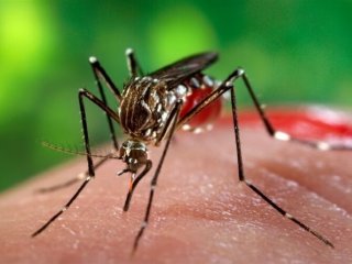 آخرین وضعیت تب دنگی در کشور اعلام شد ؛ پشه آئدس در این ۸ استان