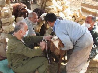 بیماری‌های مشترک انسان و دام را بهتر بشناسیم