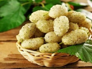 ۱۰ خاصیت شگفت انگیز توت سفید