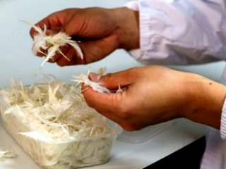 تولید انرژی پاک از پر مرغ