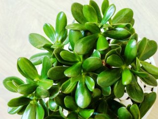 این گیاه یک مسکن طبیعی ، تقویت کننده حافظه است و سرشاز از ویتامین C، مس و منگنز است