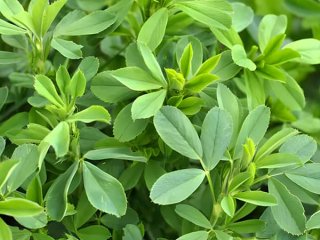 عرق یونجه و شربت سه‌شیره، منبع تأمین آهن نیستند