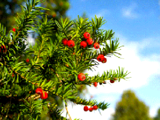 خواص و موارد مصرف گل سرخدار