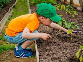 معجزه کاشت نهال برای تربیت کودکان