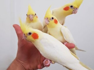 نگهداری از عروس هلندی به بهترین نحو ممکن