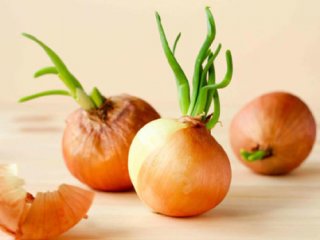 دلایل جوانه‌زنی پیاز و نحوه استفاده از آن