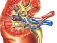 عملكرد كلیه از دیدگاه طب سوزنی