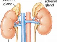 بيماری خستگی آدرنال را بشناسيم