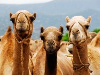 شیـر شتر هم غذا، هم دارو