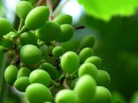 خواص غوره از دیدگاه طب سنتی