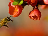 نیش زنبور را جدی بگیرید!