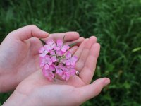 دوستی بهترین هدیه سال نو