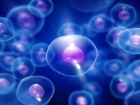 سلول‌های بنيادی از مغز استخوان تا موی سر