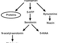 تریپتوفان و سروتونین