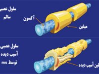 عوامل اصلی ايمونولوژيك در بيماری مولتيپل اسكلروزيس