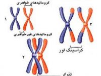 اندیکاسیون بررسی کروموزومی