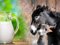 اما و اگرهای مصرف شیر الاغ؛ از سلامت تا کراهت