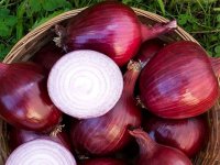 آنچه در مورد پیاز نمی دانید!