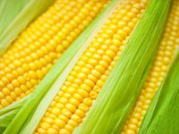 ۱۵ خاصیت شگفت انگیز ذرت برای سلامت بدن