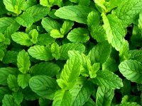 خواص شگفت انگیز نعناع برای روزه داران